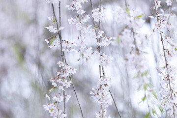 春の津軽満開の桜