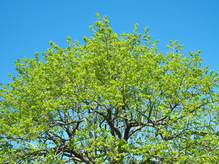 春の新緑の柿の木と青空