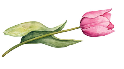 watercolor pink tulip flower illustration on white background