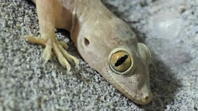 Macro Head Shot of House Gecko (Hemidactylus frenatus) &ndash; 4K Footage