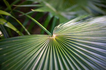 The beautifully patterned leaves of a Florida thatch palm (thrinax radiata, Cita palm) from Mexico.
