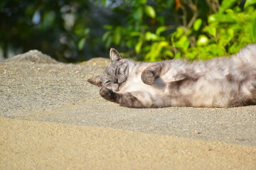 尾道　広島　猫　ネコ