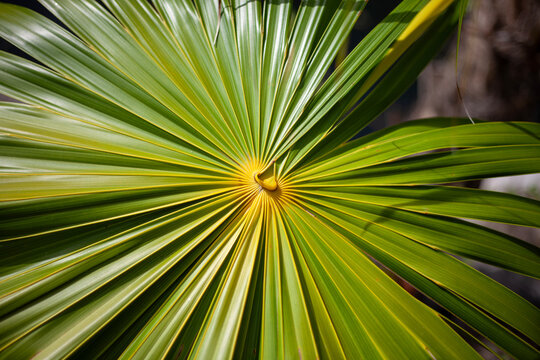 The beautifully patterned leaves of a Florida thatch palm (thrinax radiata, Cita palm) from Mexico.