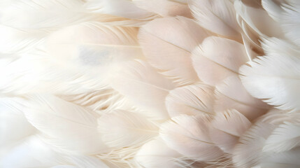 White Chicken Feathers Close-Up