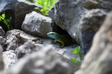 Green lizard emerging from rocks in natural habitat