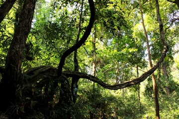 Obraz premium Thick vine hanging and curving through tropical forest canopy with natural jungle background in Thailand 