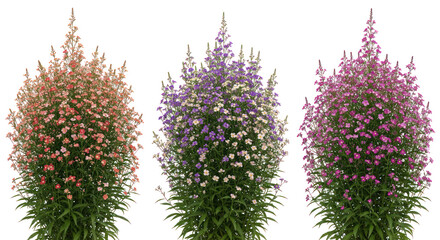 Tall blooming flower bushes in peach, purple, and magenta colors on transparent background, isolated vertical garden plants