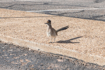 Curious roadrunner pauses in a concrete lot, close perspective