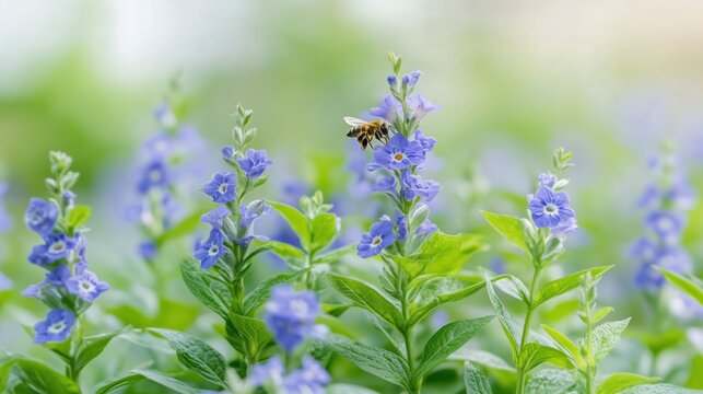 Close up of honey bee gathering pollen from purple flower in garden