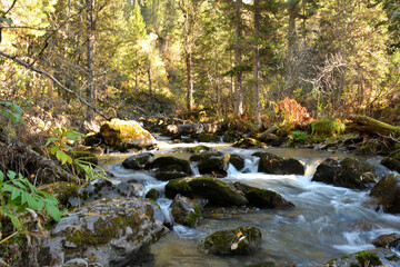 The rays of the rising sun illuminate a turbulent mountain river flowing through a dense forest on...