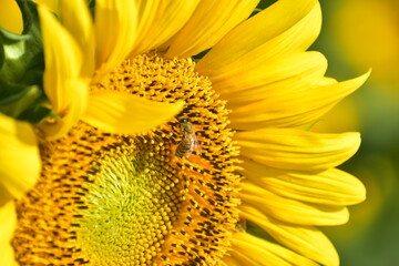 ひまわり　兵庫　林崎ひまわり畑
