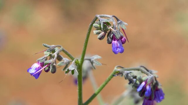 Comfrey Plant (Symphytum officinale) Swaying Gently in Wind &ndash; 4K Footage