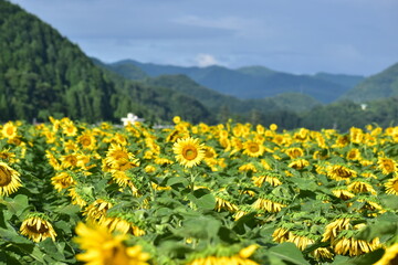 ひまわり　兵庫　林崎ひまわり畑