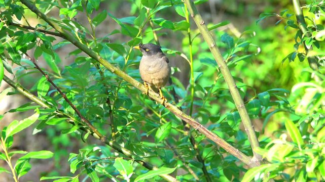 Jungle Myna (Acridotheres fuscus) Perched on Branch &ndash;  4K Footage