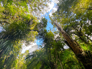 TaneMahuta Forest in Morth Island of New Zealand, 2023 Mar.15