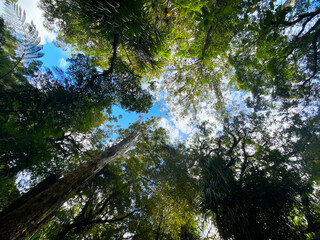 TaneMahuta Forest in Morth Island of New Zealand, 2023 Mar.15