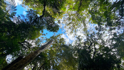 Fototapeta premium TaneMahuta Forest in Morth Island of New Zealand, 2023 Mar.15