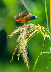 Colorful Finch Eating on Rice