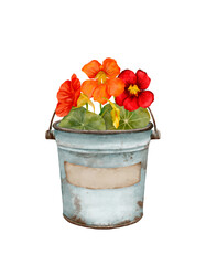 A delightful arrangement of colorful nasturtium flowers presented in a charming vintage bucket style