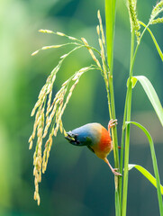 Colorful Finch Eating on Rice