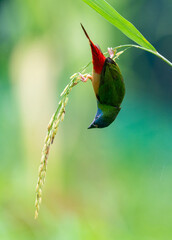 Colorful Finch Eating on Rice