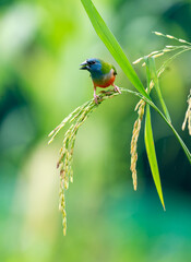 Colorful Finch Eating on Rice