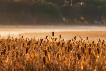Golden Wheat Field at Dawn with Misty Background