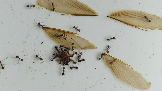 Ants (Formicidae) Eating Winged Termite (Isoptera) Alate Swarmer on Ground &ndash; 4K Footage