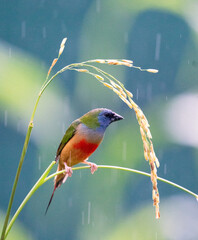 Colorful Finch Eating on Rice