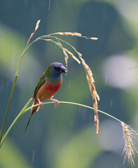 Colorful Finch Eating on Rice