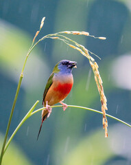 Colorful Finch Eating on Rice