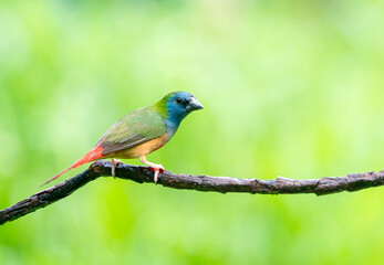 Colorful Finch Eating on Rice