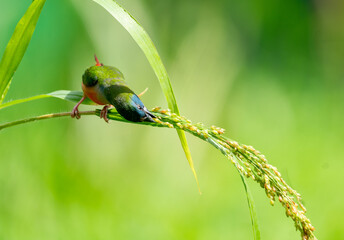 Colorful Finch Eating on Rice