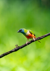 Colorful Finch Eating on Rice