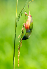 Colorful Finch Eating on Rice