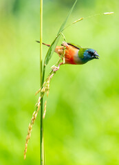 Colorful Finch Eating on Rice