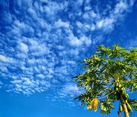 Low angle view of a papaya tree with vibrant green leaves and laden with fruits, under bright blue sky with scattered white clouds. 