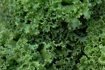 Close-up of vibrant green curly lettuce leaves showing fresh texture.