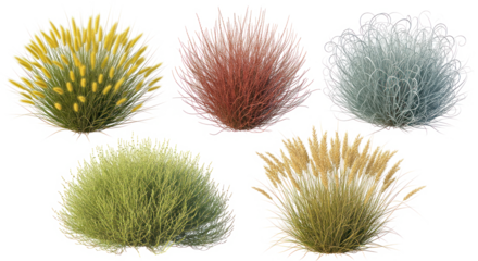 Decorative grass and shrub clumps isolated on transparent background, various textures and colors for landscaping design