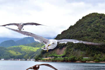 伊根湾めぐり遊覧船　京都　伊根　海鳥　カモメ　ウミネコ