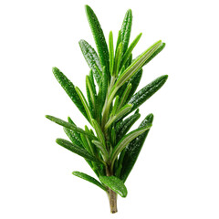 Photo of Fresh Rosemary Sprig on a transparent background - Herbs, Cooking Ingredient