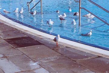seagulls in beachfront swimming pool