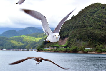 伊根湾めぐり遊覧船　京都　伊根　海鳥　カモメ　ウミネコ