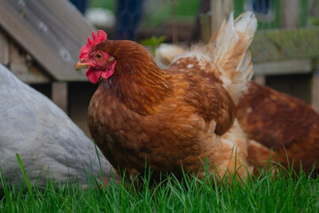 Poule à la Maison – Vie de Cour
