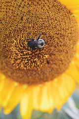 close up of sunflower