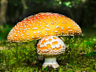 Hongo amarillo.