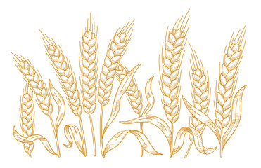 Hand-Drawn Hatched Wheat and Rye Stalks Vector Illustration