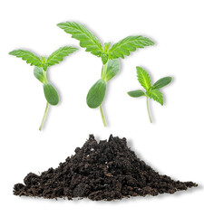 cannabis seedlings growing in soil on transparent background.
