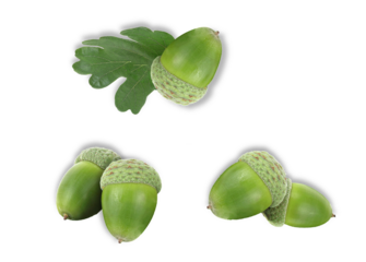 green acorns and oak leaf isolated on transparent background.
