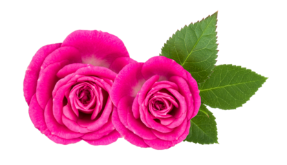 pink roses with leaves isolated on transparent background.